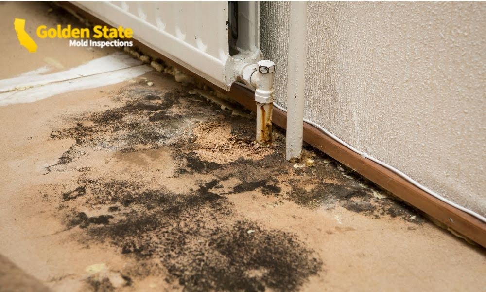 Can a Landlord Be Held Responsible for Mold in Los Angeles?